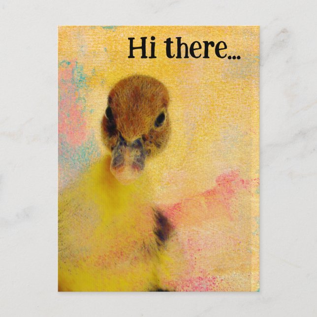 Hi there Muscovy Duckling Postcard (Front)