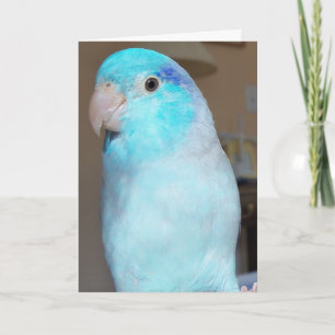 Hi there! Pacific Parrotlet Bird Greeting Card art