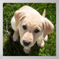 Hi There! (yellow Labrador retriever puppy)