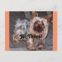 Hi There Yorkshire Terrier