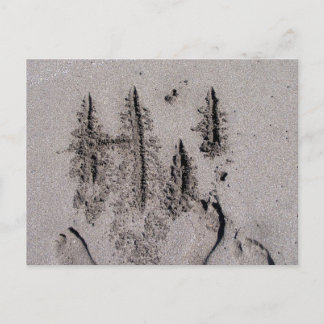 Hi! Written in Florida beach sand with footprints Postcard