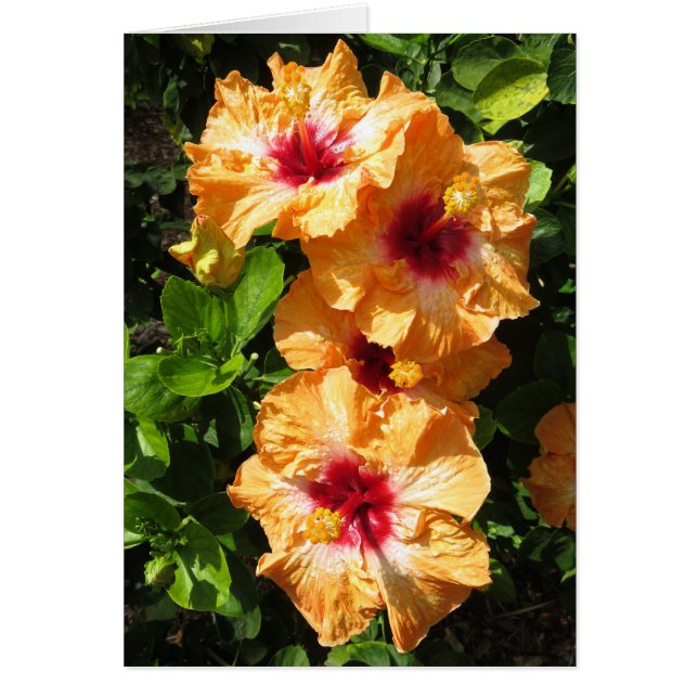 Hibiscus (Front)