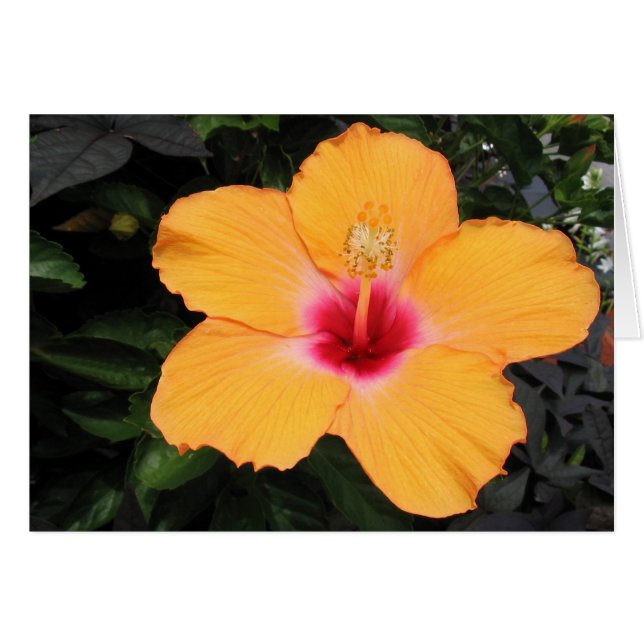 Hibiscus (Front Horizontal)