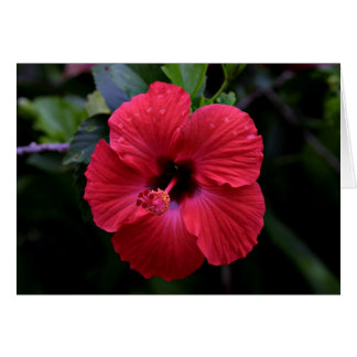 Hibiscus