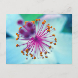 hibiscus 10 postcard