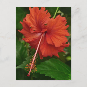 hibiscus 14 postcard