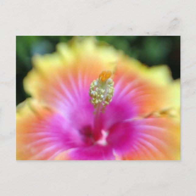 hibiscus 19 postcard (Front)