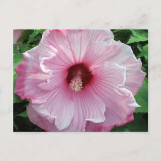 hibiscus 21 postcard