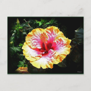 hibiscus 24 postcard