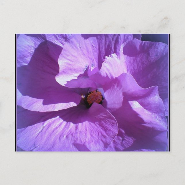hibiscus 27 postcard (Front)