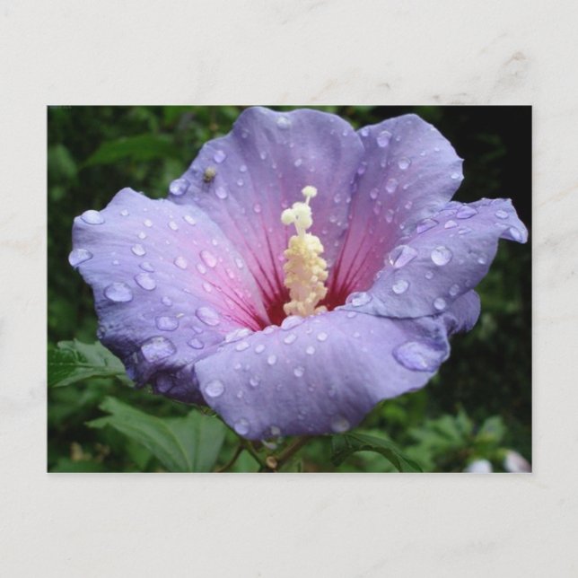 hibiscus 8 postcard (Front)