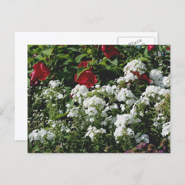 Hibiscus And Phlox Flower Garden Personalized Postcard (Front/Back)