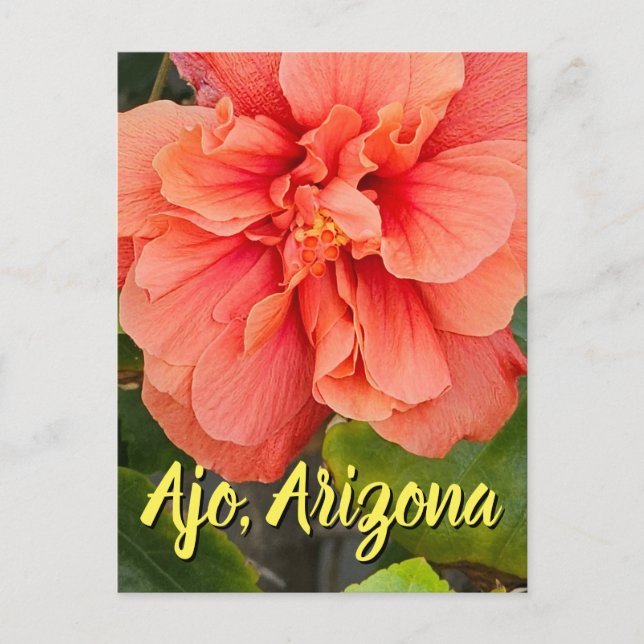 Hibiscus Bloom Double Peach, Arizona Postcard (Front)