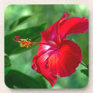 Hibiscus Blossom Coaster