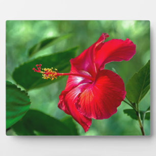 Hibiscus Blossom Plaque