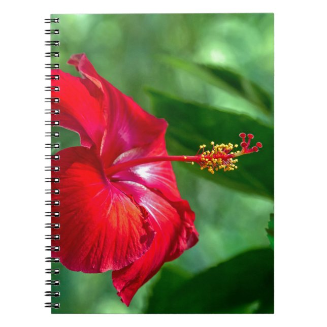 Hibiscus Blossom Spiral Notebook (Front)