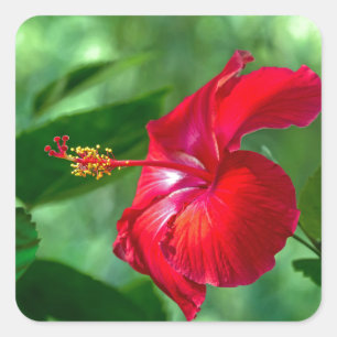 Hibiscus Blossom Square Sticker