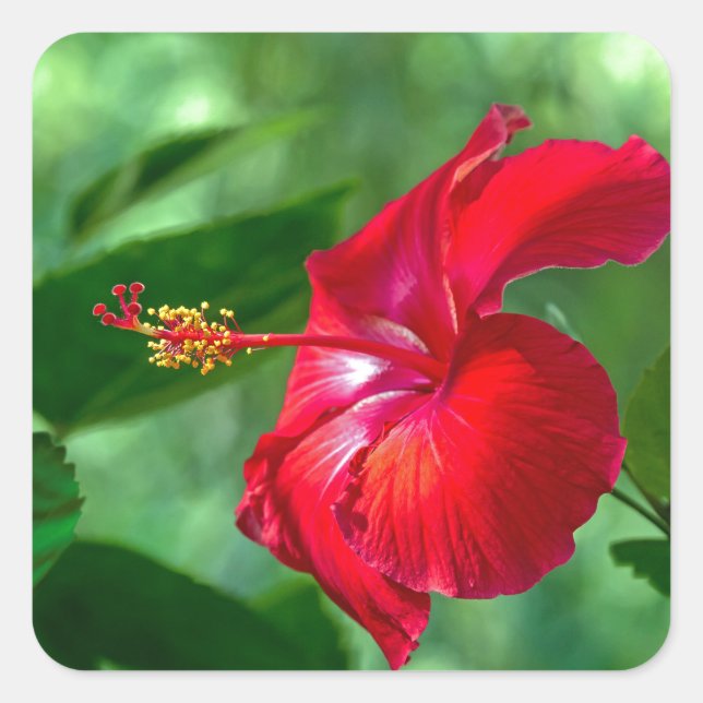 Hibiscus Blossom Square Sticker (Front)