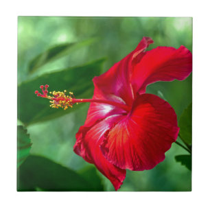 Hibiscus Blossom Tile