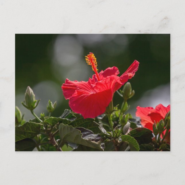 Hibiscus Blossoms And Buds Postcard (Front)