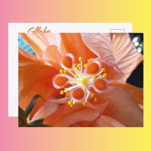 Hibiscus Botanical Flower Closeup Photographic Postcard
