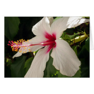 Hibiscus Card