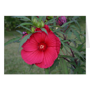 Hibiscus card