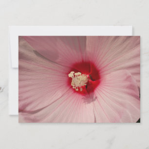 Hibiscus Close Up Photography Reproduction