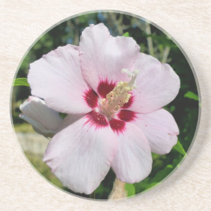 Hibiscus Coaster