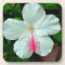 Hibiscus Coaster Set (6)