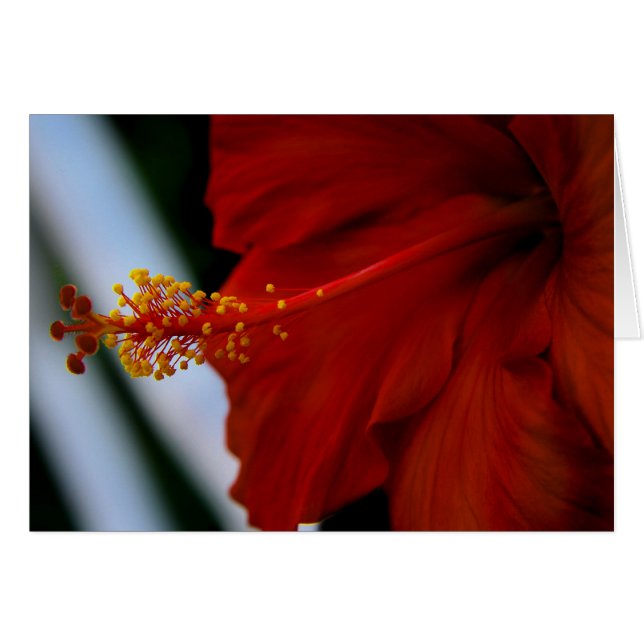 Hibiscus Delicious (Front Horizontal)