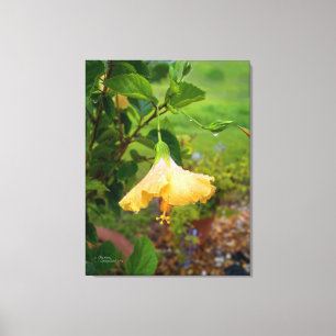 Hibiscus dew water drops Wrapped Canvas