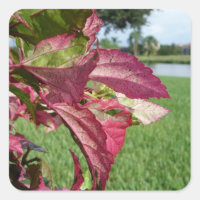 Hibiscus "Fire and Ice" Plant