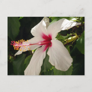 Hibiscus Floral Postcard