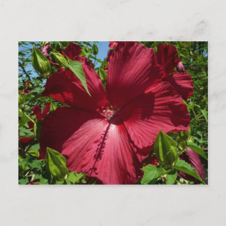 Hibiscus Flower and Blue Sky Postcard