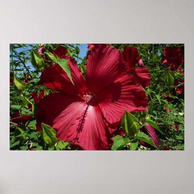 Hibiscus Flower and Blue Sky Poster (Front)