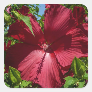 Hibiscus Flower and Blue Sky Square Sticker