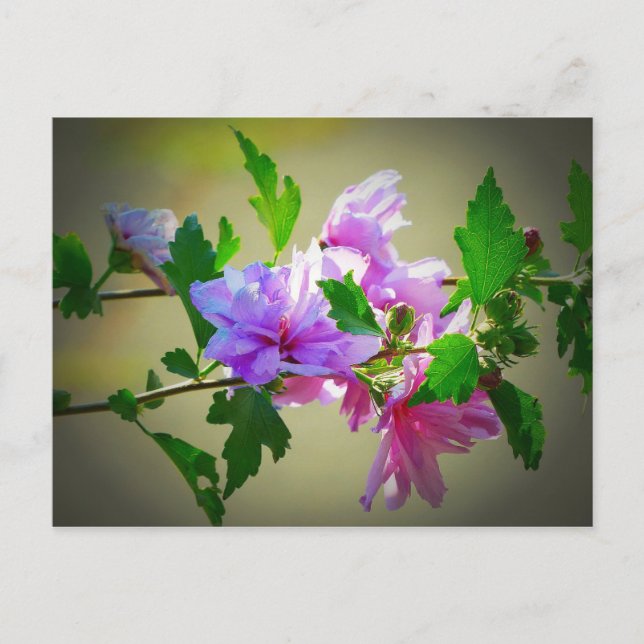 Hibiscus Flower Bloom Postcard (Front)