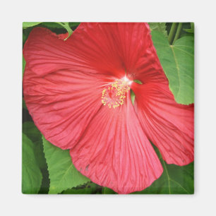 Hibiscus Flower Bright Magenta Floral Magnet