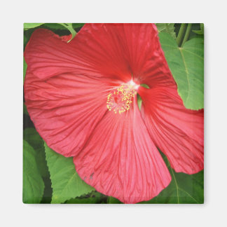Hibiscus Flower Bright Magenta Floral Magnet