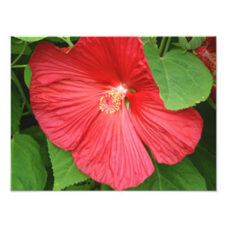 Hibiscus Flower Bright Magenta Floral Photo Print