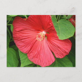 Hibiscus Flower Bright Magenta Floral Postcard