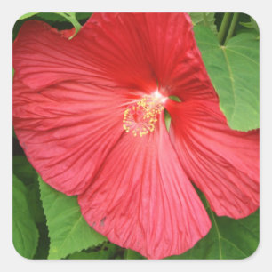Hibiscus Flower Bright Magenta Floral Square Sticker