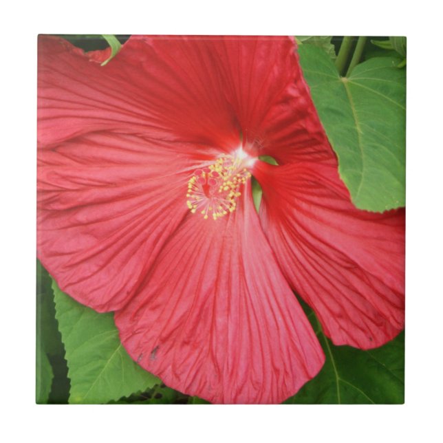 Hibiscus Flower Bright Magenta Floral Tile (Front)