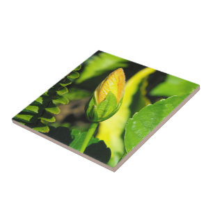 Hibiscus Flower Bud Tile