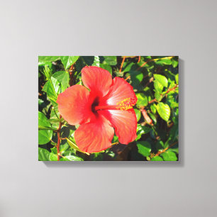 Hibiscus flower canvas print