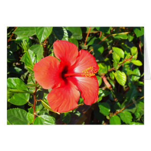 Hibiscus flower card