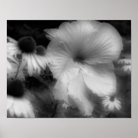 Hibiscus Flower High Contrast Black And White