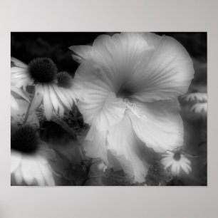 Hibiscus Flower High Contrast Black And White  Poster