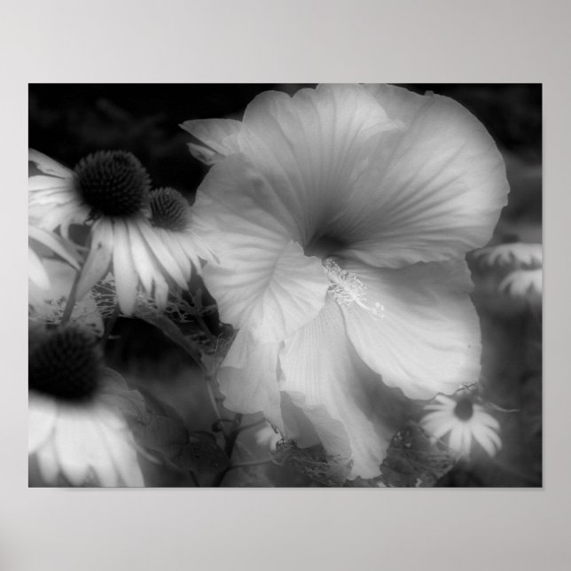 Hibiscus Flower High Contrast Black And White  Poster (Front)